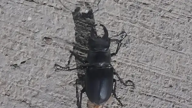 Cezasının 557 bin TL: Tunceli'de görüntülendi