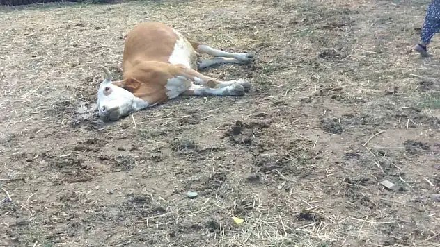 Dereden su içen hayvanlar telef oldu