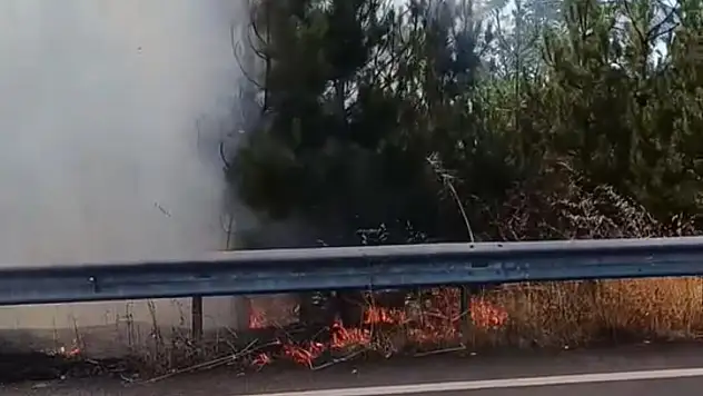 Düğün konvoyundaki meşale çamlık alanı yaktı
