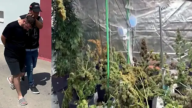 Evine Sera Kurup Kenevir Yetiştirdi: 'Esrar piyasada çok pahalı, kendim için ektim'