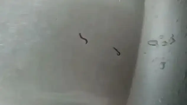 İçme suyundan kurtlar çıktı