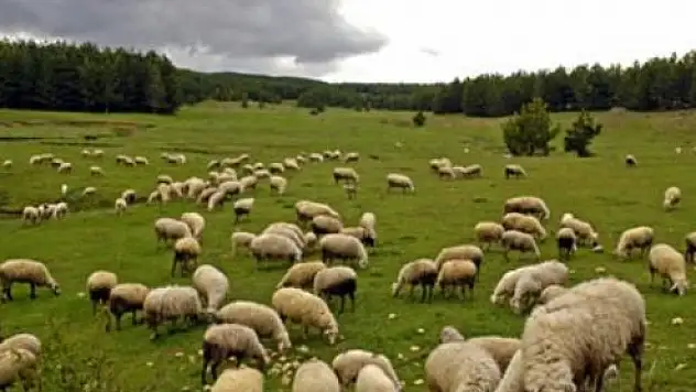 Jandarma'dan drone ile koyun operasyonu!