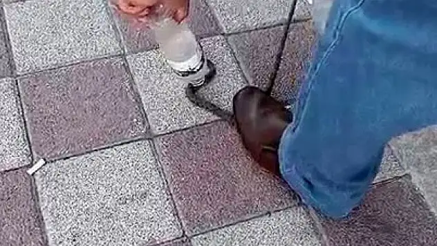 Kahvehaneye Giren Yılan Tuttuğu Gibi Yakaladı