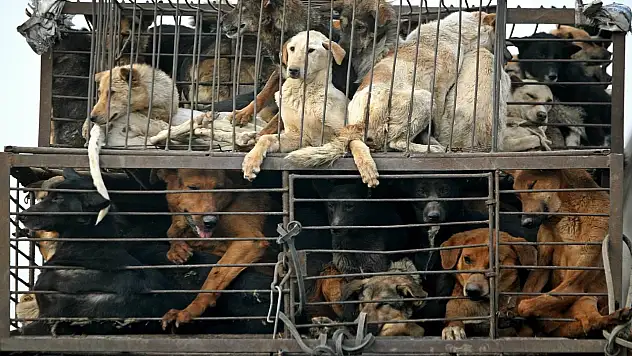 Kore'de köpek yemek yasaklandı