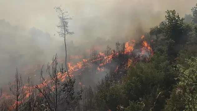 Lazkiye'de çıkan yangın Türkiye sınırına dayandı! Sınır kapatıldı