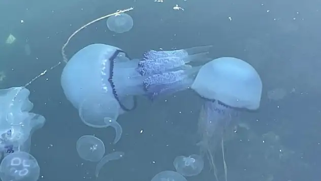 Marmara Denizi'nde Müsilaj ve Deniz Anası Tehlikesi!