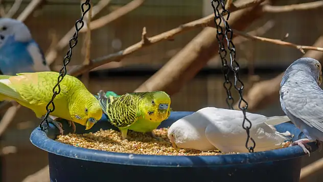 Muhabbet Kuşu Ölüm Belirtileri: Muhabbet Kuşunun Öleceği Nasıl Anlaşılır?