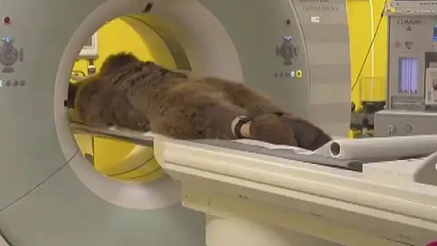 'Okan' isimli ayı fazla meyve yiyince MR çektirdi