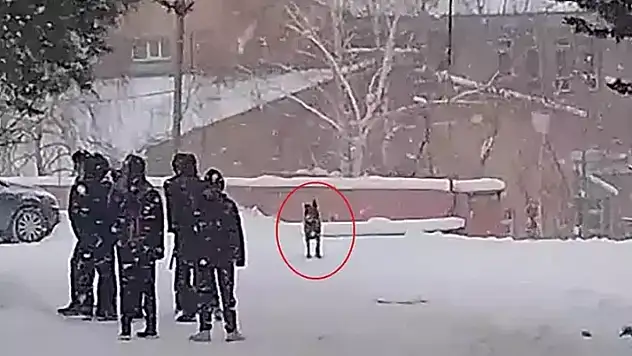 Okul bahçesine giren kurt köpeği öğrencilere saldırdı