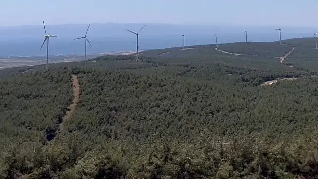 Şarköy'de küle dönen ormanın görüntüsü yürek burktu