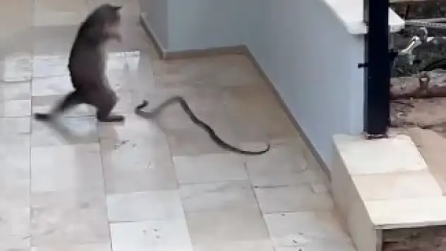 Sokak kedisi yılana kafa tuttu! O anlar kaydedildi