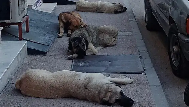 Sokak Köpekleri Kız Çocuğuna Saldırdı