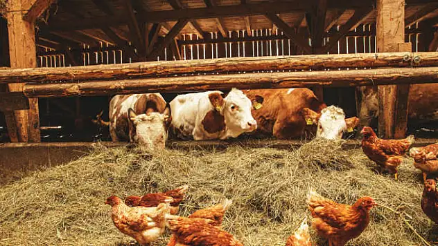 Tavuk eti üretimi azaldı yumurta ve süt üretimi arttı