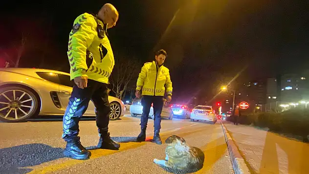 Trafik Polisinden 45 Dakikalık Sokak Köpeği Nöbeti