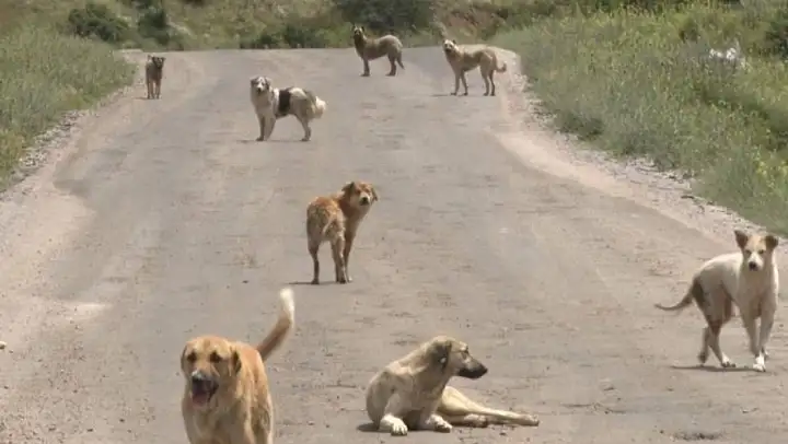 Bakanlık Valiliklere Yazı Gönderdi Sahipsiz Köpek Başına Ceza Yazılacak