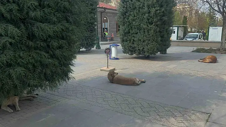 23 Nisan'da köpeklerin saldırısına uğrayan 2 çocuk yaralandı