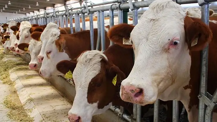 7 Asgari Ücretli Bir Araya Gelse Büyükbaş Kurban Kesemiyor!