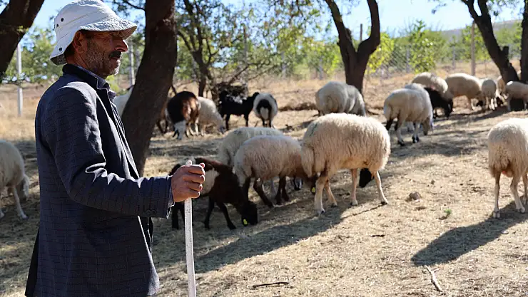 70 Bin TL ve 30 GB İnternete Çalışacak Çoban Bulunamıyor