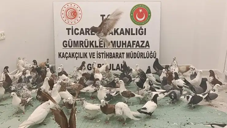 85 adet 'CANCAN' cinsi güvercin ele geçirildi