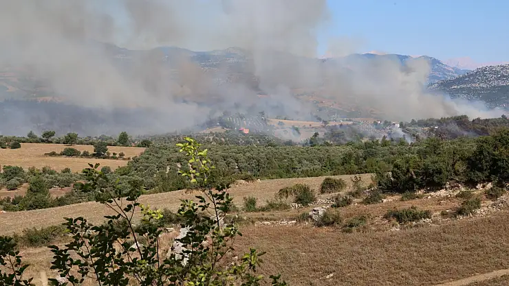 Adana'da Orman Yangını! 8 Ev Ve Zeytin Bahçesi Zarar Gördü