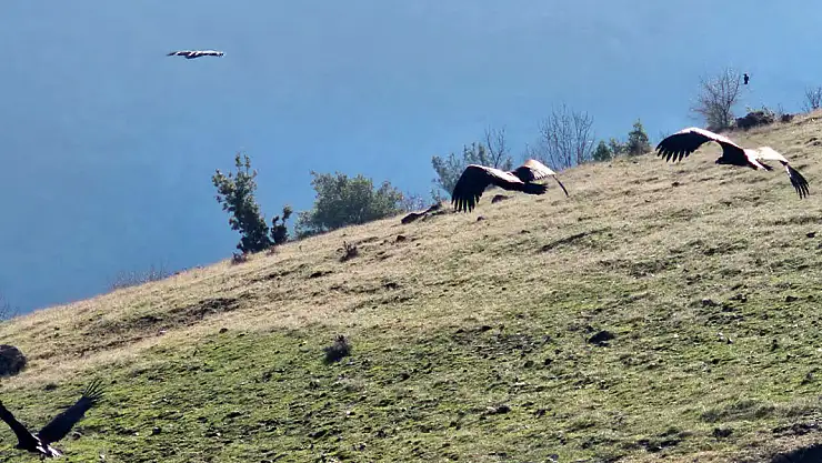 Afrika Akbabaları Maraş'ta görüntülendi