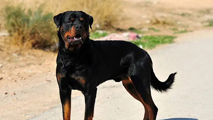 Ağıla Giren Köpek 57 Oğlağı Telef Etti