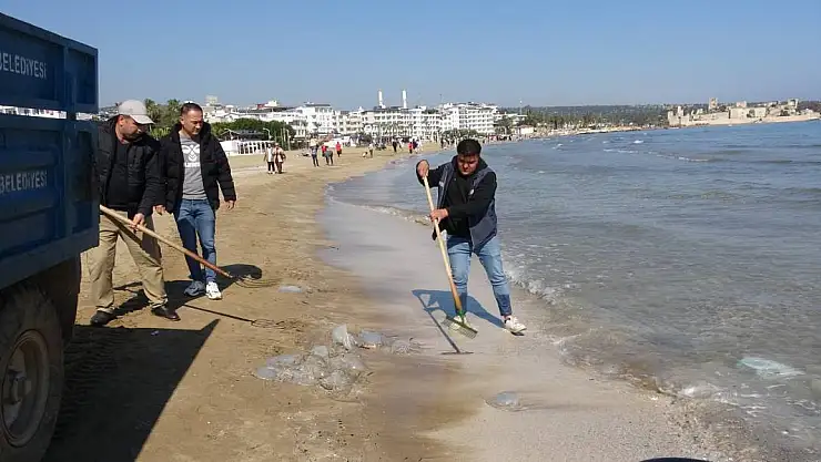 Akdeniz Sahilinde Denizanası Temizliği