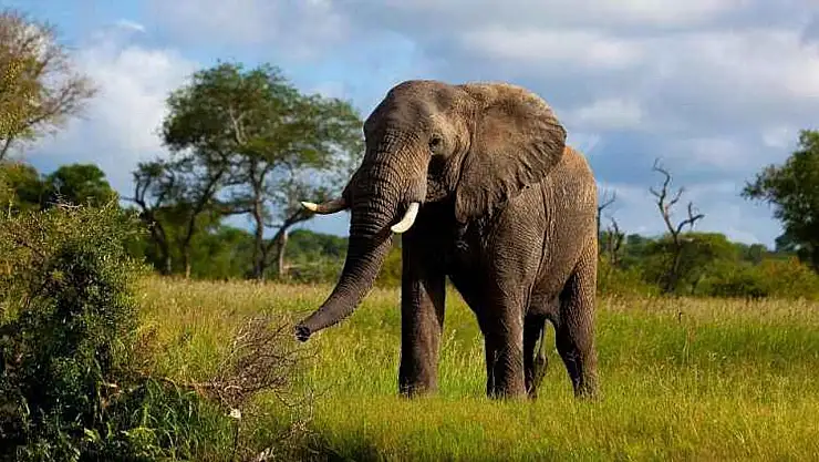 Almanya'ya 20 Bin Fil Göndermekle Tehdit Etti