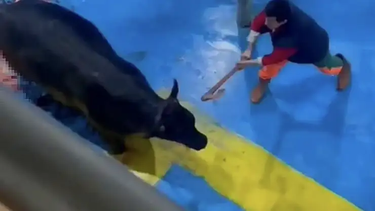 Amasya'da Büyükbaş Hayvana Balta ve Bıçakla Eziyet Eden 5 Kişi Tutuklandı