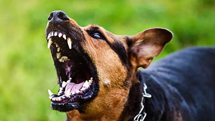 Ankara Valiliği'nden Kuduz Köpek Alarmı!