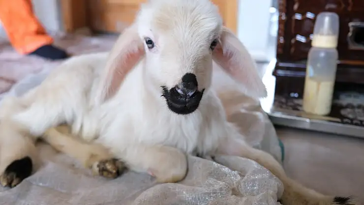 Annesinin reddettiği engelli kuzu evde bebek gibi büyütülüyor