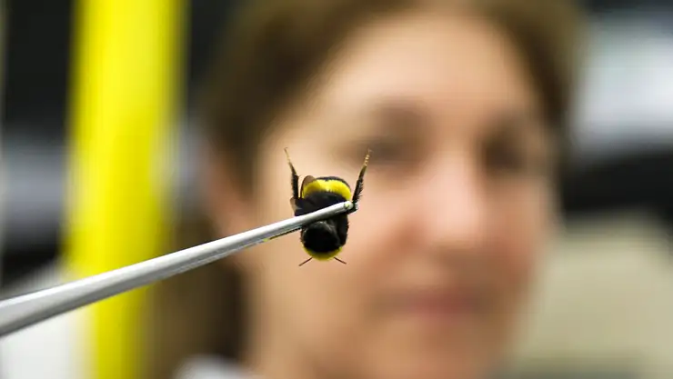 Antalya Şimdi de Arı İhracatına Başladı!