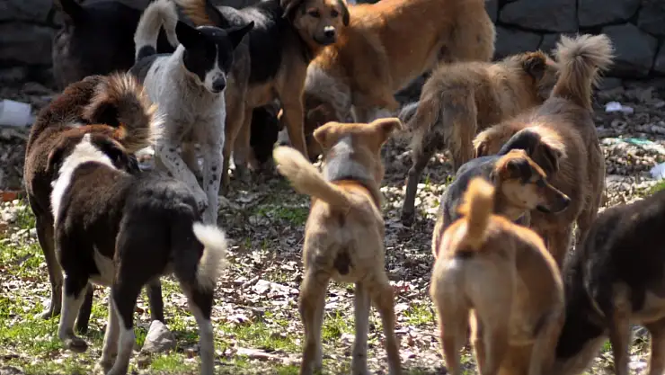 AYM'den karar çıktı: Başıboş sokak köpeği yasasının iptal istemi reddedildi