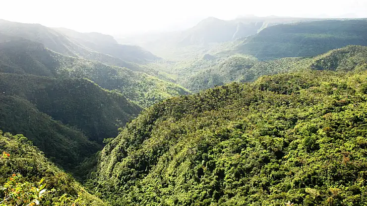 B Harfi ile Başlayan Bitki İsimleri: B Harfiyle Başlayan Bitki Var mı, Adı Nedir ve Hangileri?