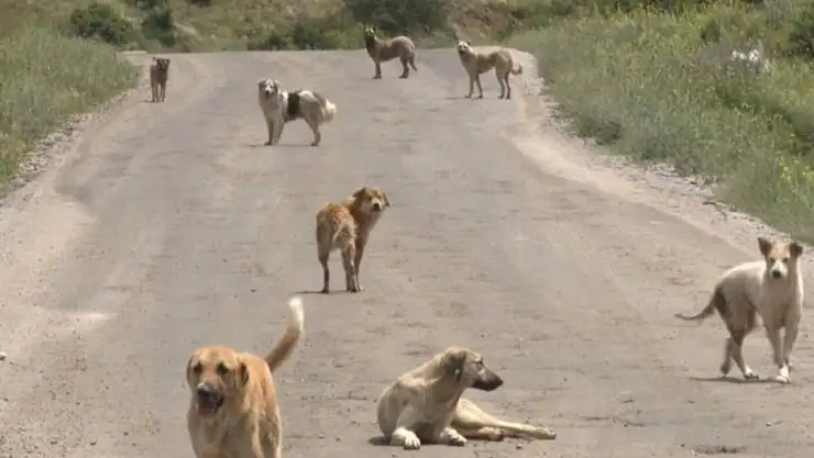 Bakanlık Valiliklere Yazı Gönderdi Sahipsiz Köpek Başına Ceza Yazılacak