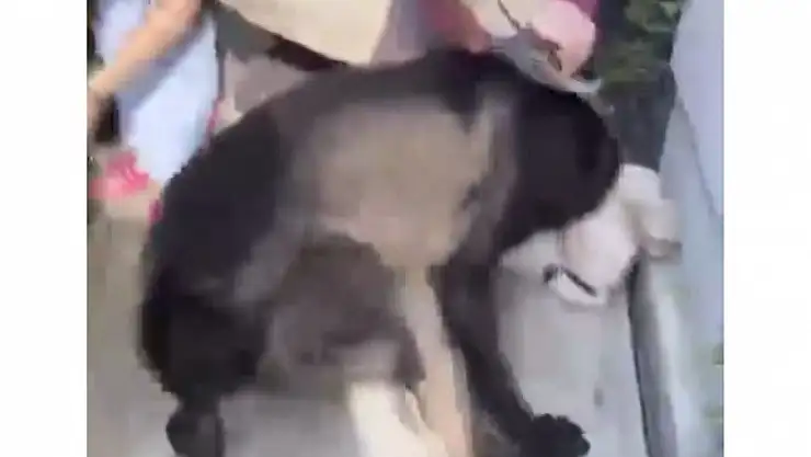 Banu Parlak Köpeğini Başıboş Bıraktı Komşu Köpeğini Öldürdü