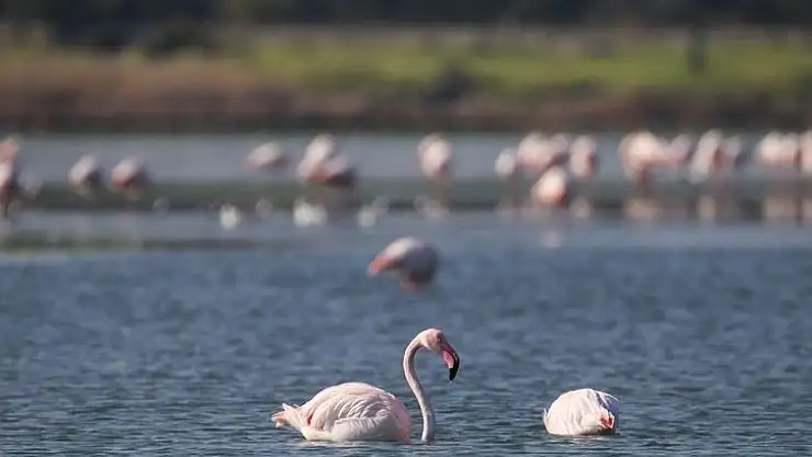 Başıboş köpekler şimdide doğal yaşamı tehdit ediyor