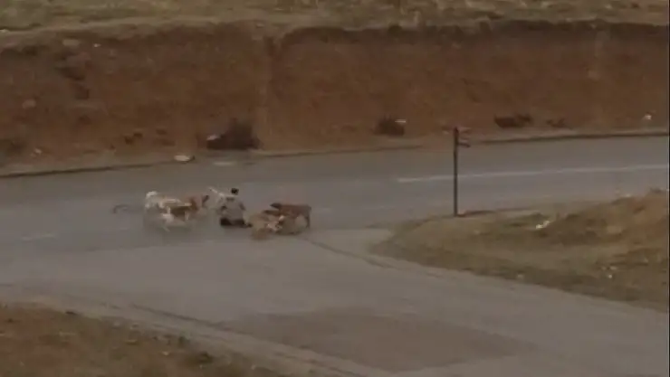 Başıboş Köpekler Yere Yatırdıkları Vatandaşı Defalarca Isırdı