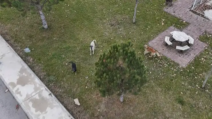 Başıboş sokak köpekleri drona saldırmaya çalıştı