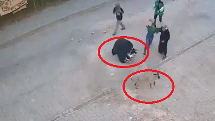 BBP Liderinden başıboş köpekler için öneri