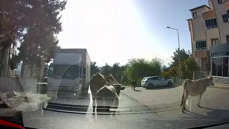 Bursa'da 4 Dana Firarda: Trafiği Birbirine Kattılar