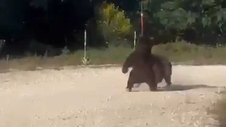 Bursa'da kavga eden iki ayı, uçurumdan yuvarlandı!