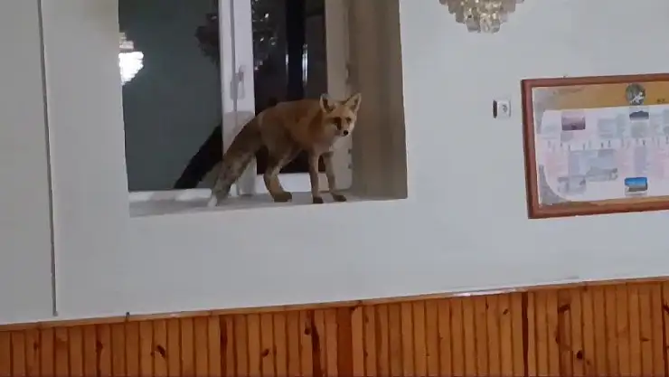 Camiye Tilki Girdi! Cemaati Selamlayıp Gitti