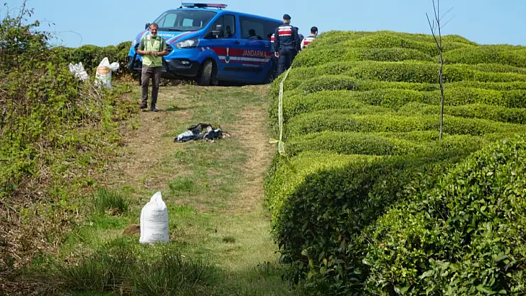 Çay bahçesinde baş kısmı kopmuş erkek cesedi bulundu