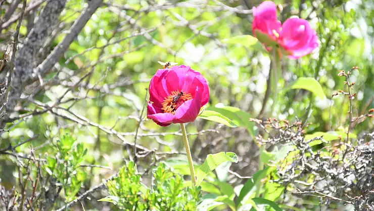 Cehrilik Lalesi açtı: Koparmanın cezası 557 bin lira