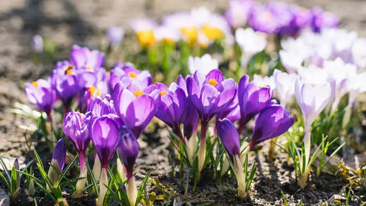 Cemre'nin sonuncusu bugün toprağa düştü