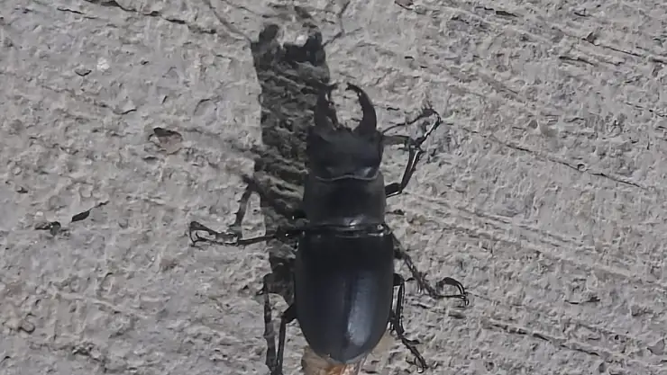 Cezasının 557 bin TL: Tunceli'de görüntülendi