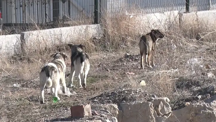 Çığlık Çığlığa! Sokak Köpekleri Kadına Kabus Yaşattı