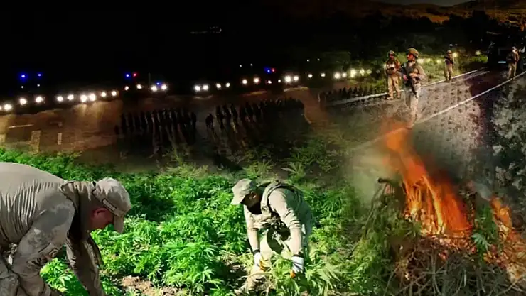 Diyarbakır'da 12 milyon 389 bin adet kök kenevir ve skunk ele geçirdi