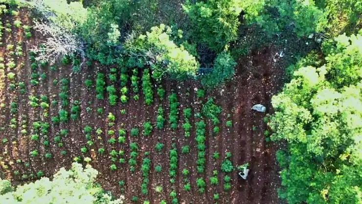 Diyarbakır'da 7 milyon 543 bin 818 kök kenevir ve skunk ele geçirildi